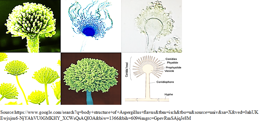 Filamentous body structure of A. flavus