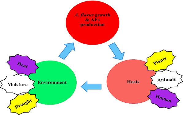 Environment, A. flavus and Host interactions triangle