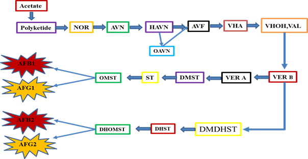 The schematic AFs synthetic pathway