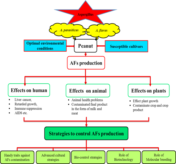of Aflatoxin Contamination in Peanut